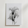 Translucent Calla Poster – canvas utan passepartout